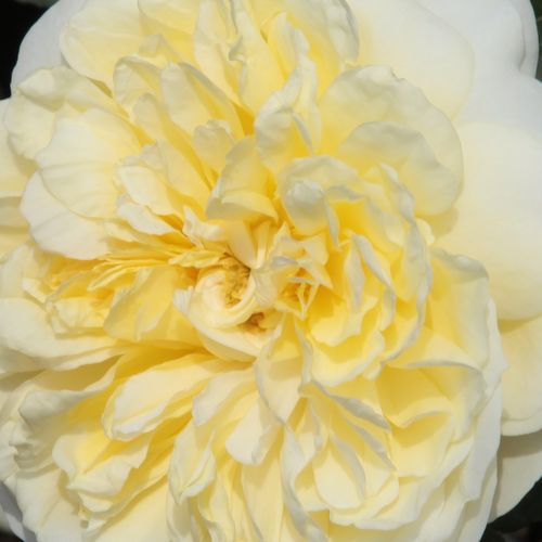 Rosier en ligne pépinière - rosiers anglais - jaune - Rosa The Pilgrim - moyennement parfumé - David Austin - Ses fleurs pleines, jaunes variés très décoratives se marient admirablement à d